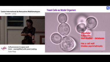Cell processes in space and time - exemplified with yeast mating