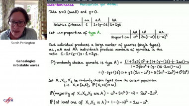 Genealogies in bistable waves