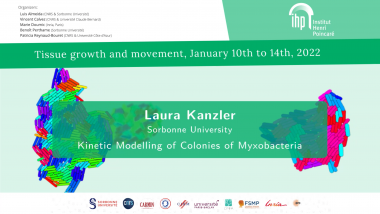 Kinetic Modelling of Colonies of Myxobacteria