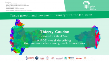 A PDE model describing the immune cells-tumor growth interactions