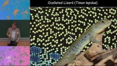 How the lizard got its colors