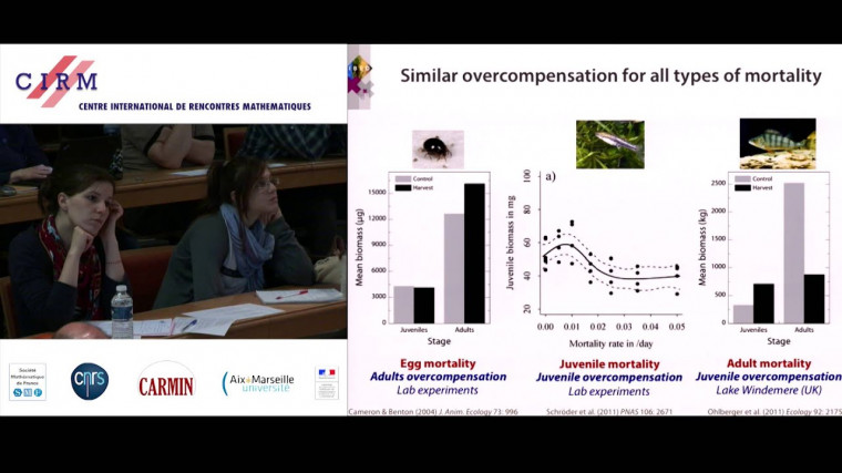 On the relevance and irrelevance of dynamic energy budget models for population and community dynamics