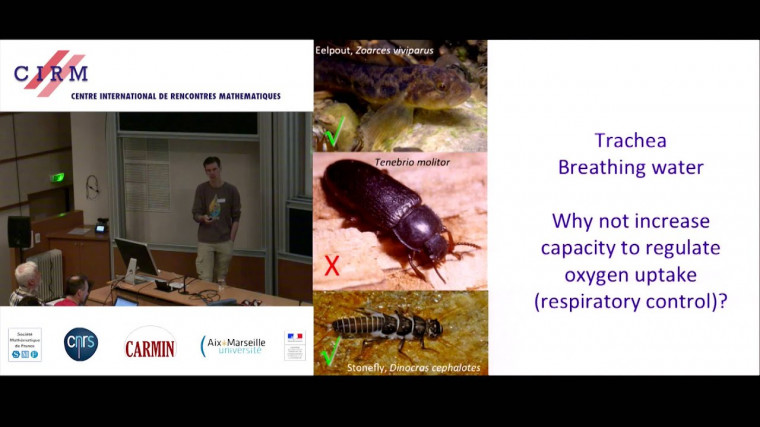 Size matters for balancing energy supply and demand in aquatic ectotherms