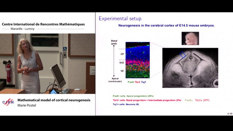 Mathematical model of cortical neurogenesis