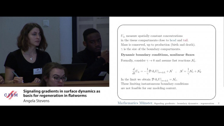 Signaling gradients in surface dynamics as basis for regeneration in flatworms