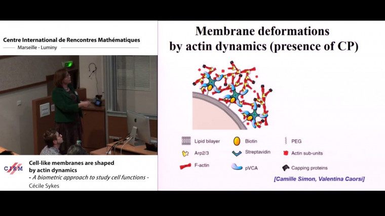 Cell-like membranes are shaped by actin dynamics:a biometric approach to study cell functions