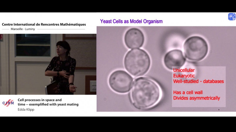 Cell processes in space and time - exemplified with yeast mating