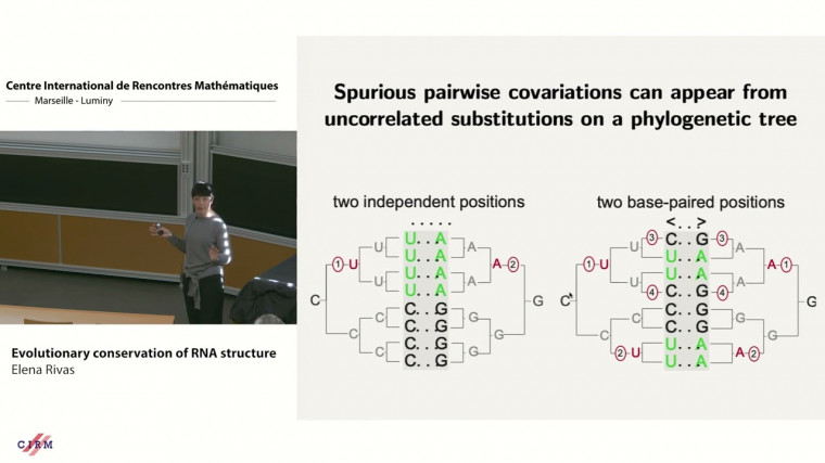 Evolutionary conservation of RNA structure