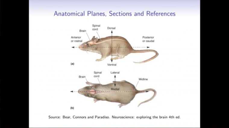 Neurobiology for mathematicians - Part 3