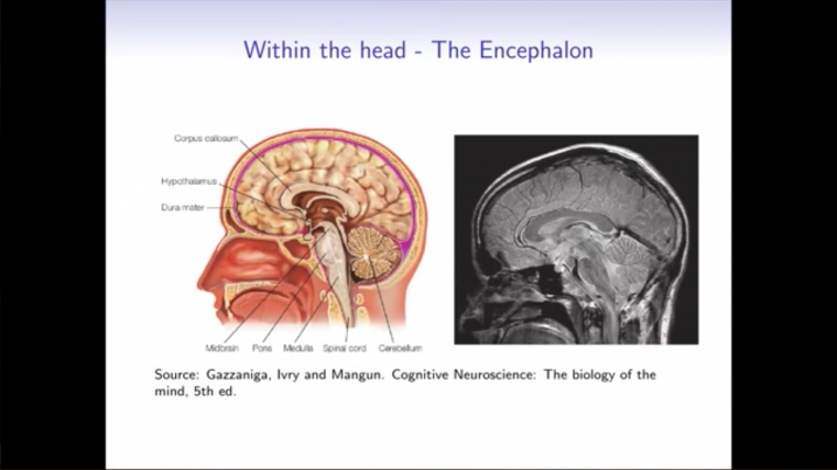Neurobiology for mathematicians - Part 4