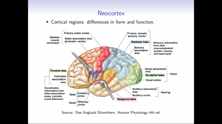 Neurobiology for mathematicians - Part 5