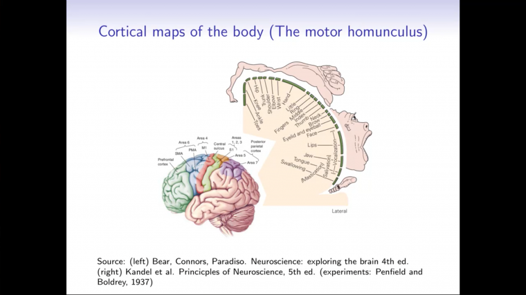 Neurobiology for mathematicians - Part 6