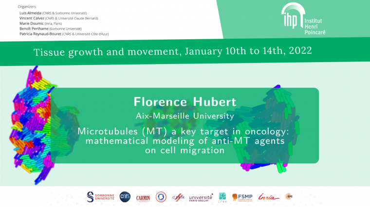 Microtubules (MT) a key target in oncology: mathematical modeling of anti-MT agents on cell migration