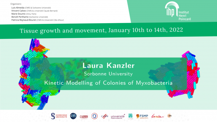 Kinetic Modelling of Colonies of Myxobacteria