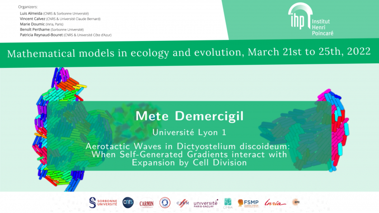 Aerotactic Waves in Dictyostelium discoideum : when self-generated gradients interact with expansion by cell division