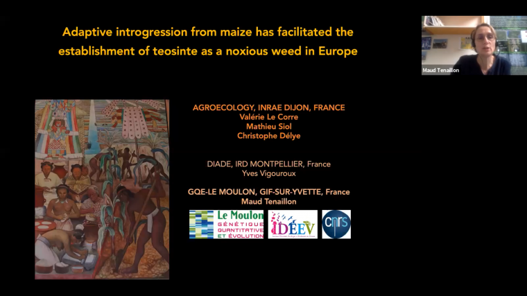 Adaptive introgression from maize has facilitated the establishment of teosinte as a noxious weed in Europe