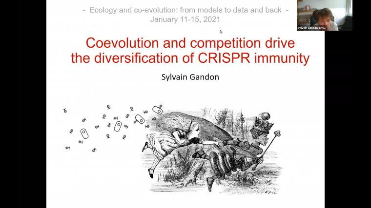 Coevolution and competition drive the diversification of CRISPR immunity