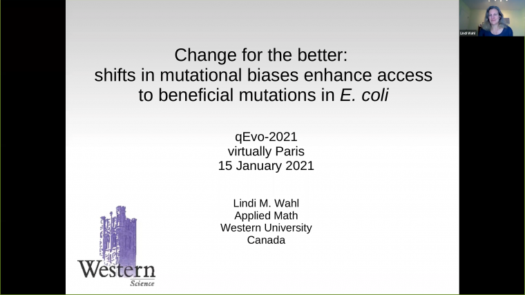 Change for the better: shifts in mutational biases enhance access to beneficial mutations in E. coli