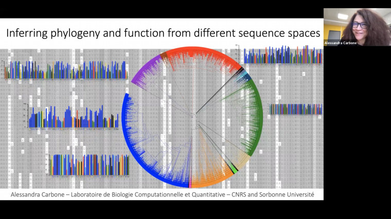 Inferring phylogeny and function from different sequence spaces