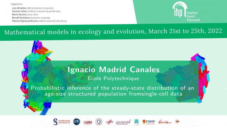 Probabilistic inference of the steady-state distribution of an age-size structured population from single-cell data