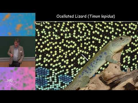 How the lizard got its colors